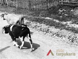 Karvės su vainikais Ašmenos gatvėje. Nuotr. aut. ir data nežinomi, KTU ASI archyvas, Sk-00761